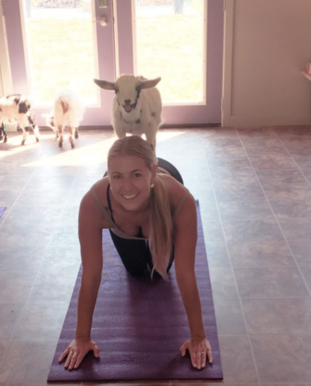 Palentine's Goat Yoga Photo